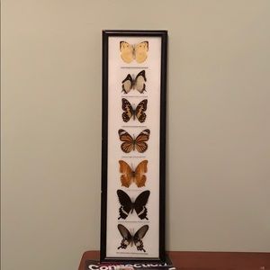 Butterfly Collection Wall Frame
